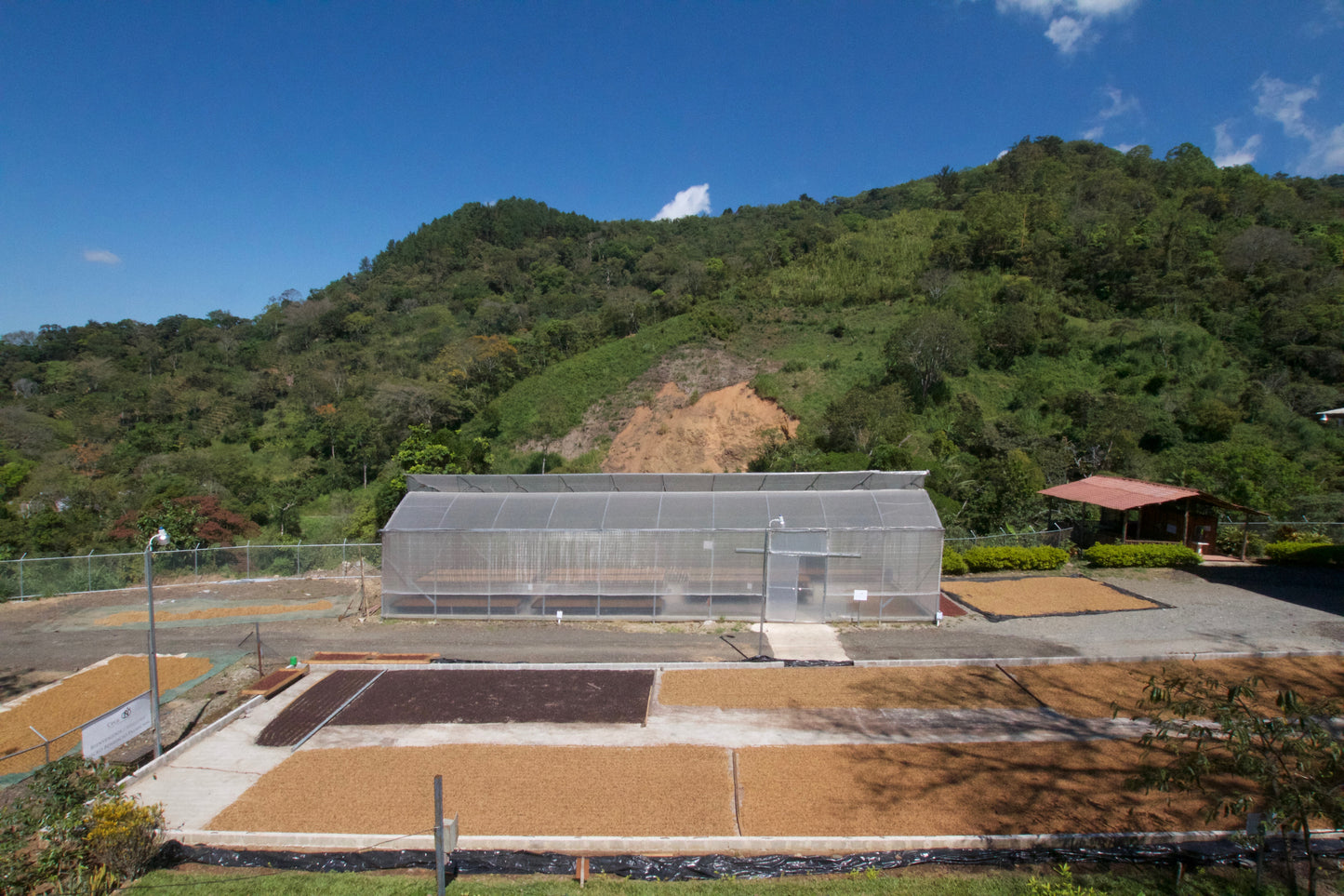Costa Rica San Rafael Tarrazú (AUG 25)