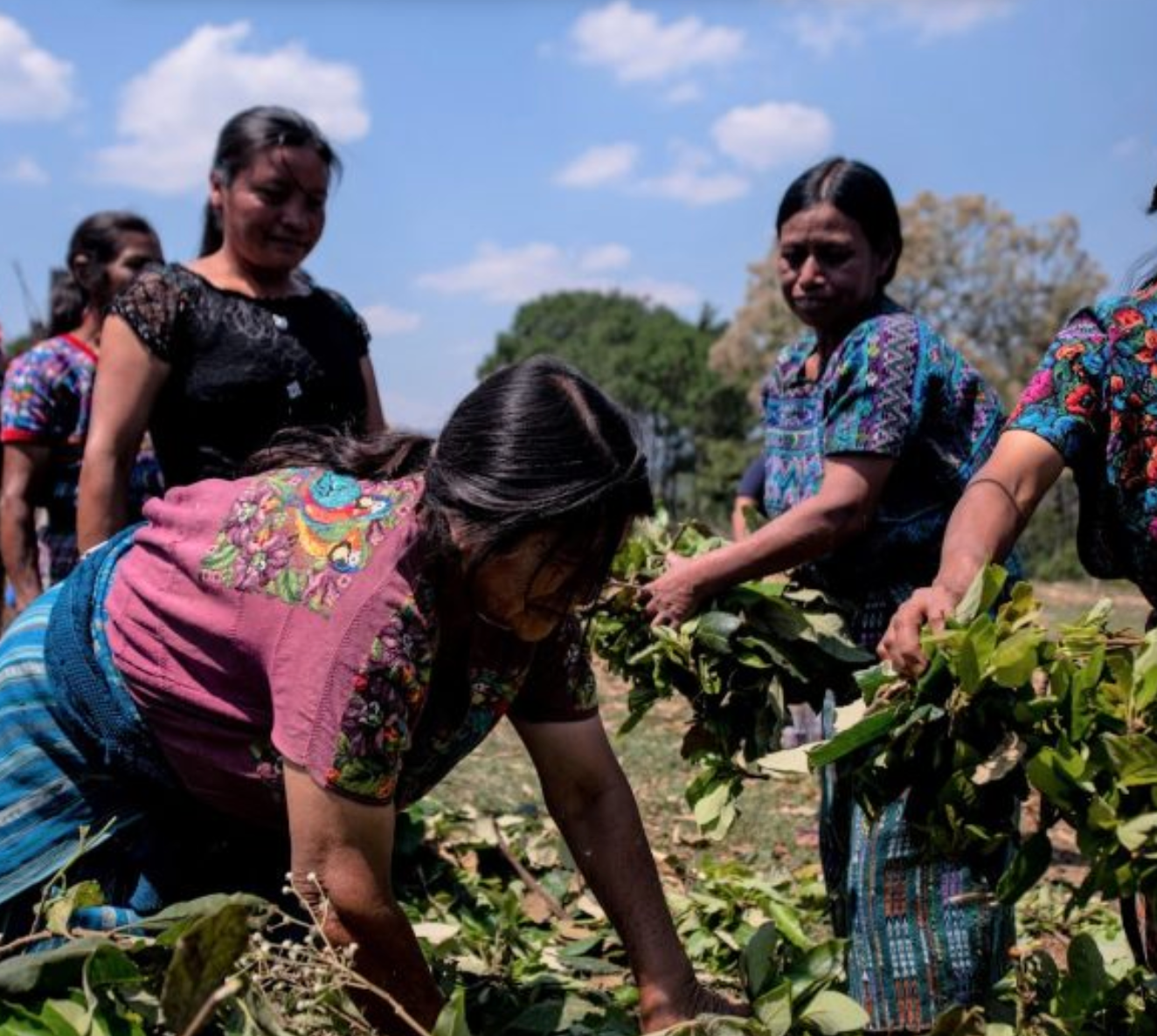 Guatemala Asopce