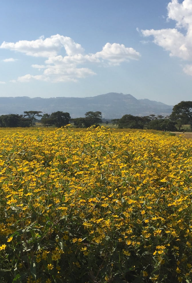 Ethiopia Misty Valley Natural