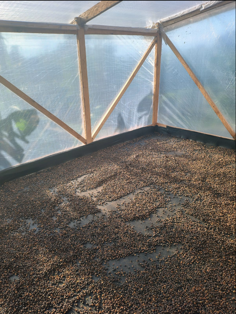 Colombia La Candelaria Natural (JUN 26)