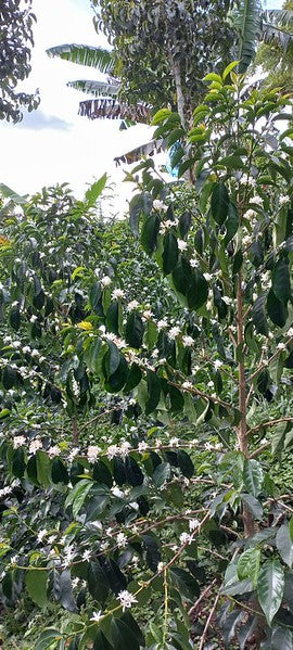 Colombia El Silencio Pink Bourbon (JAN 26)