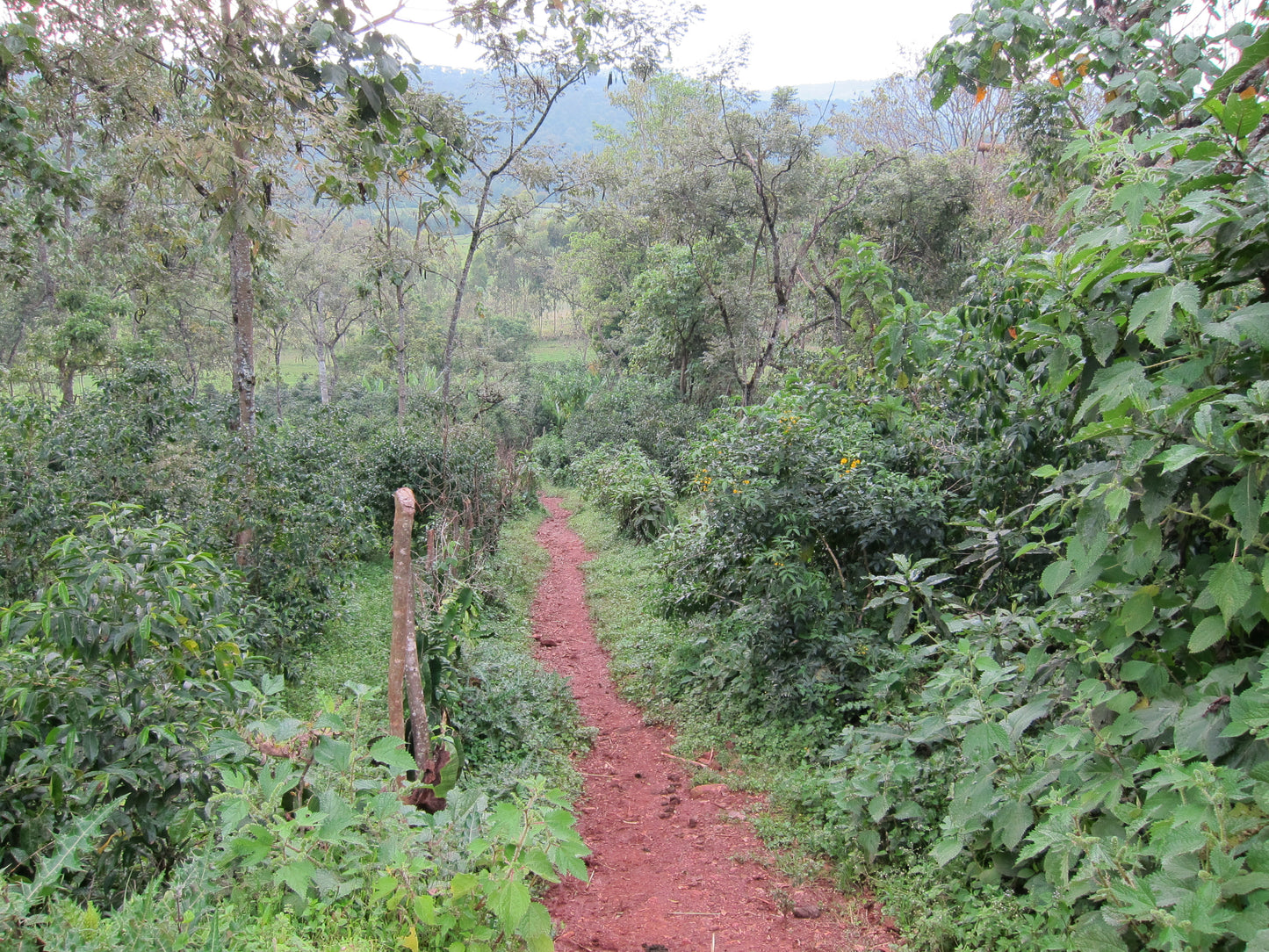 Ethiopia Misty Valley Natural (JAN 26)