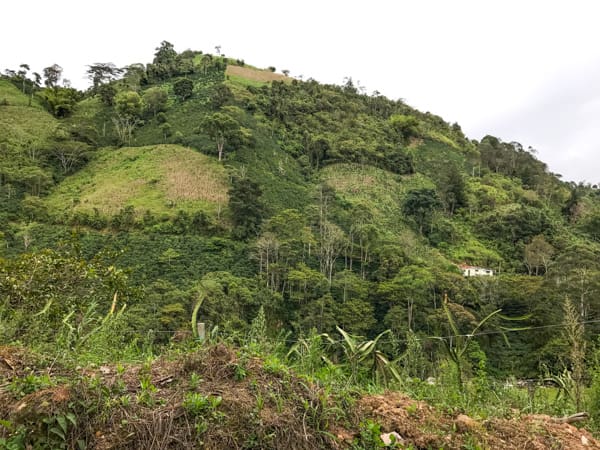Colombia Palmera