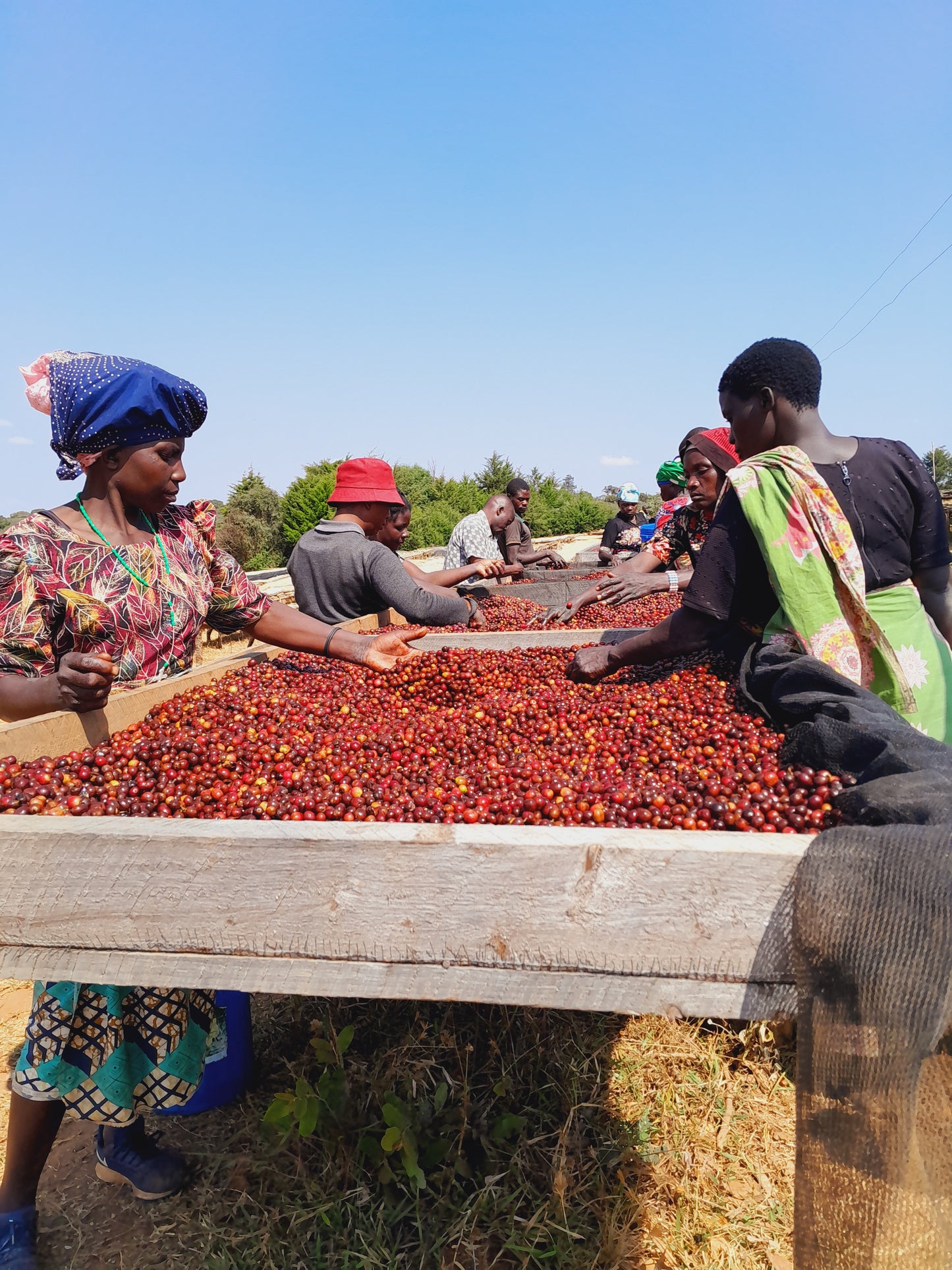 Tanzania Usawa Kahawa AA (APR 26)