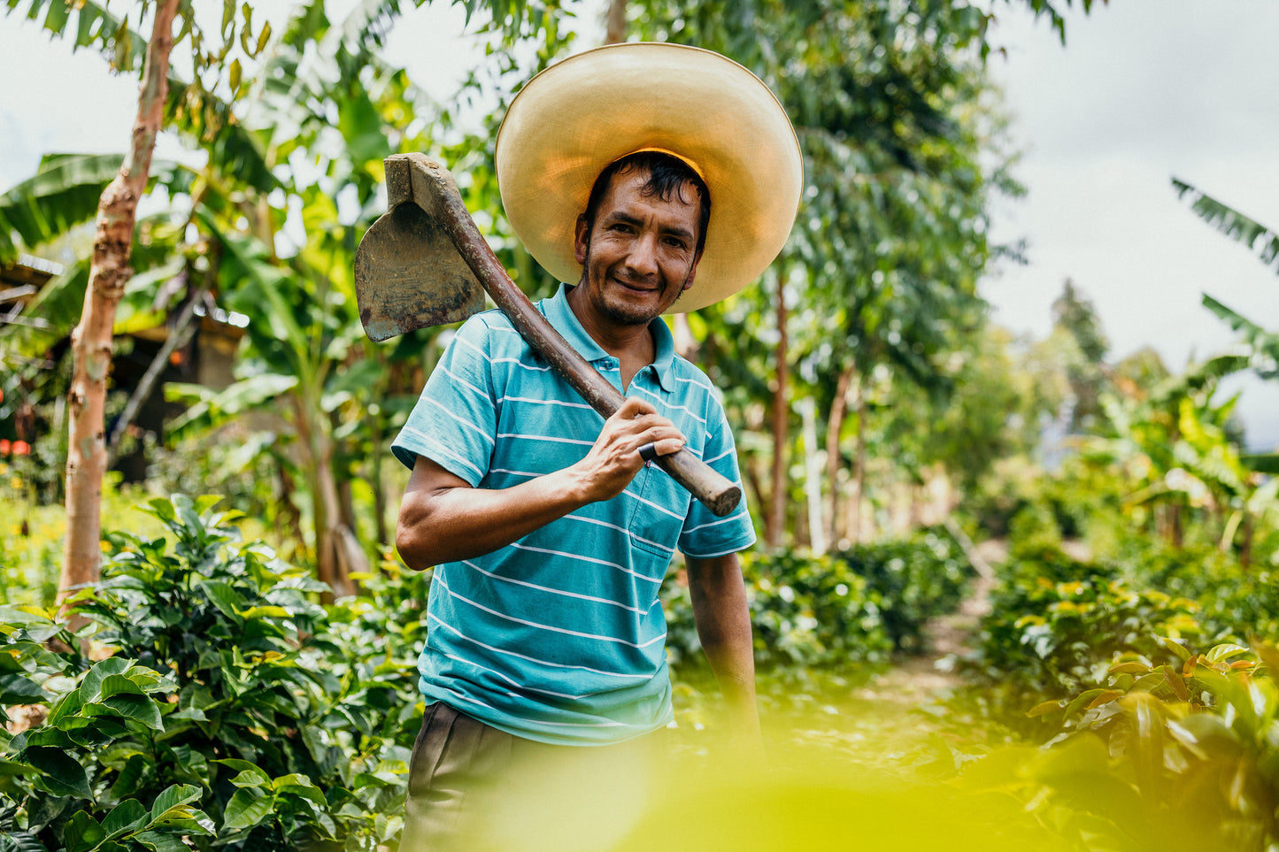 Peru Kovachii