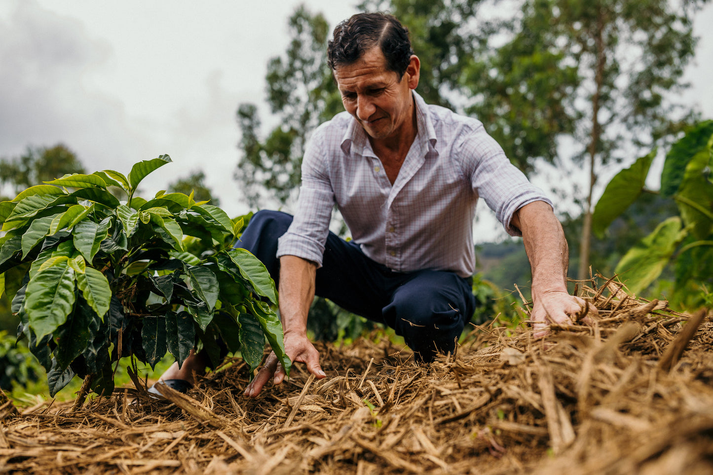 Peru Kovachii