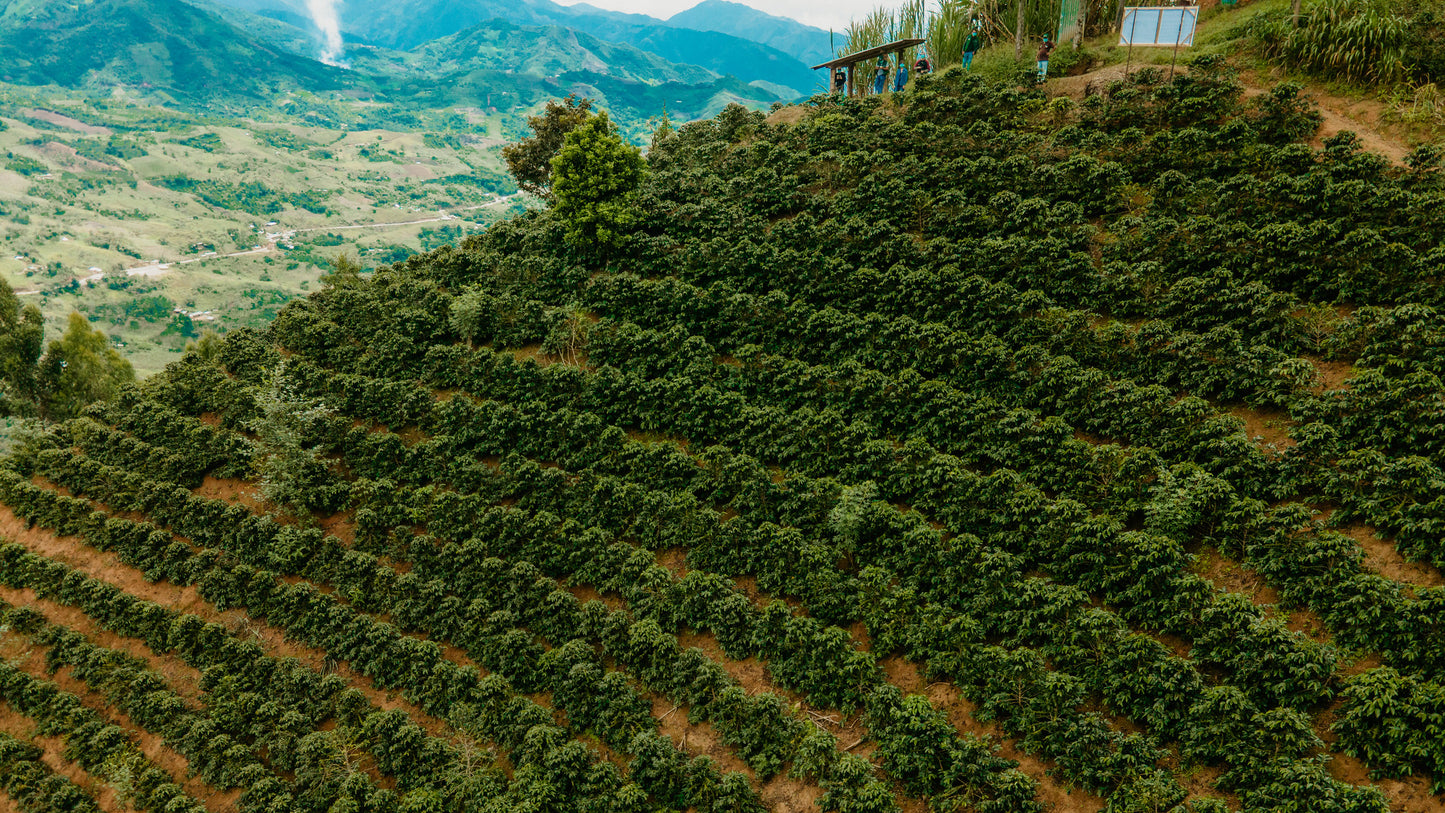 Peru Kovachii