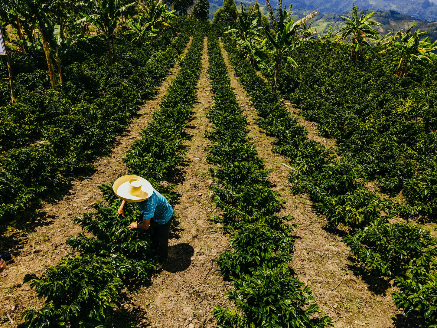 Peru Kovachii
