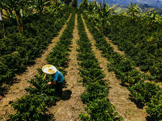 Peru Kovachii