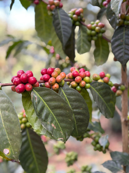 Ethiopia Bette Buna Natural (JAN 26)