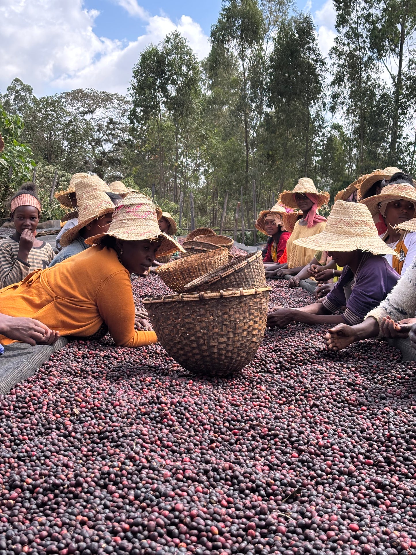 Ethiopia Bette Buna Natural (JAN 26)