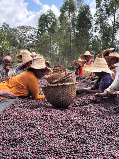 Ethiopia Bette Buna Natural (JAN 26)
