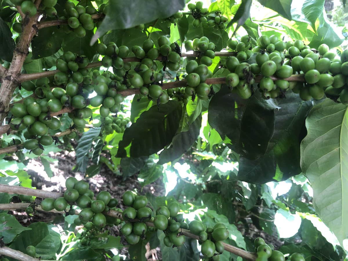 Guatemala ASDECAFE (SEP 25)