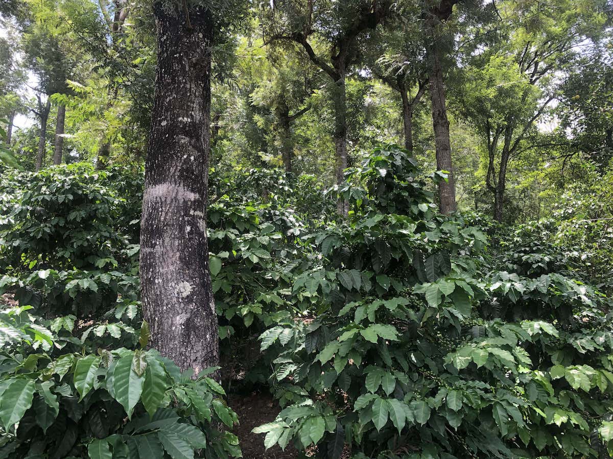 Guatemala ASDECAFE (SEP 25)