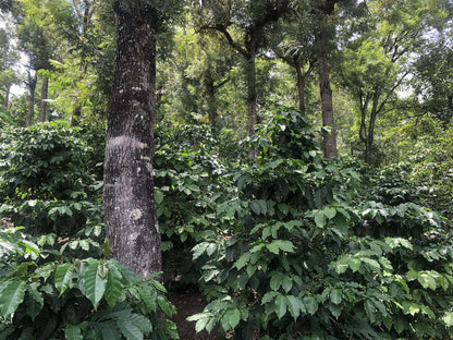 Guatemala ASDECAFE (SEP 25)