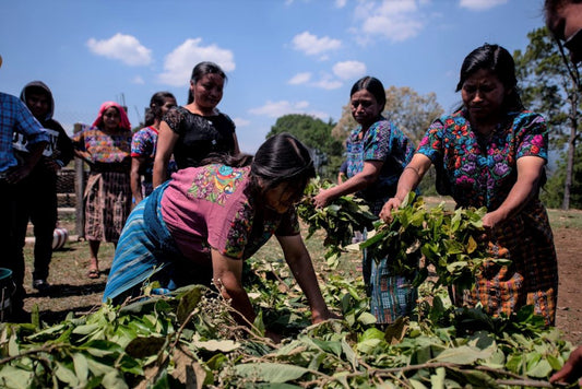 Guatemala ASOPCE (DEC 25)