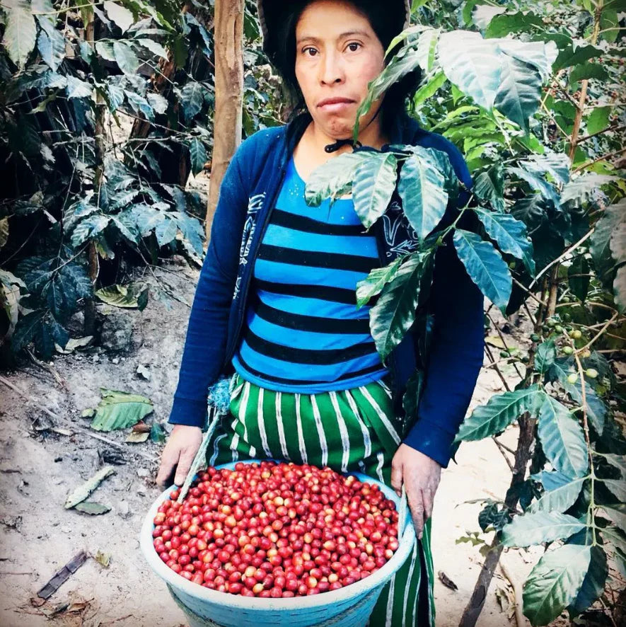 Guatemala ASOPCE (DEC 25)