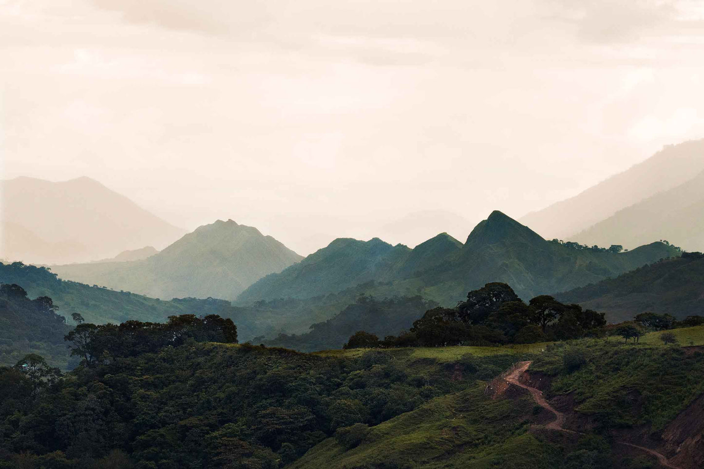 Decaf Colombia Tolima EA (OCT 25)