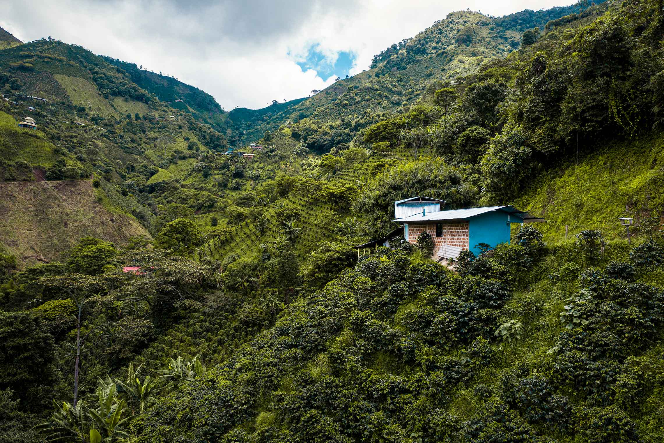 Decaf Colombia Tolima