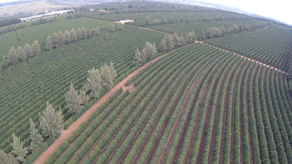 Brazil Café Delas