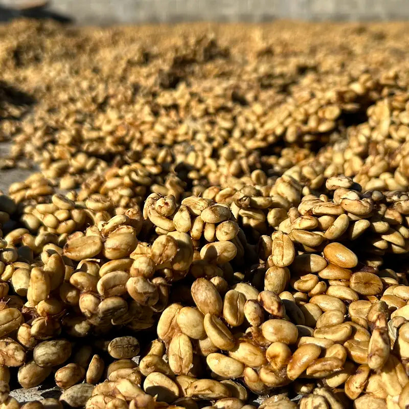 Honduras COMSA Melado Blend