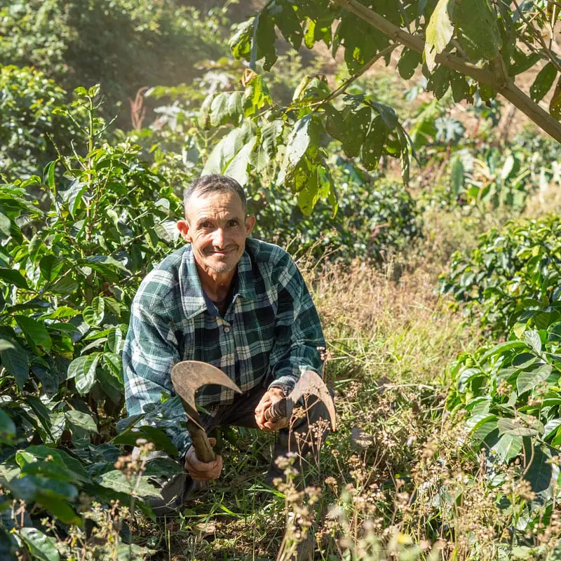 Honduras COMSA Melado Blend