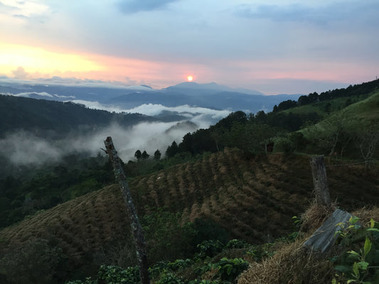 Costa Rica San Rafael Tarrazú (AUG 25)