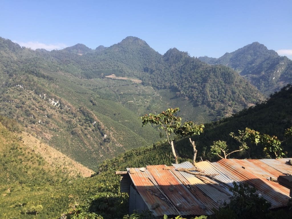 Guatemala Ceiba