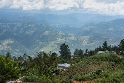 Guatemala Ceiba