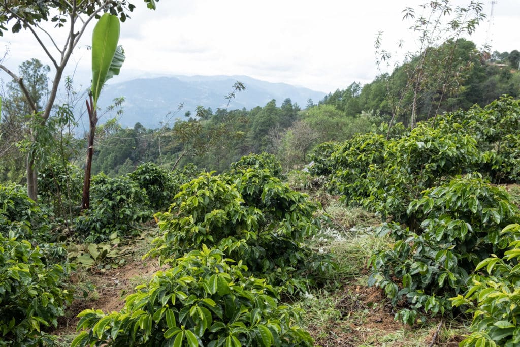 Guatemala Ceiba