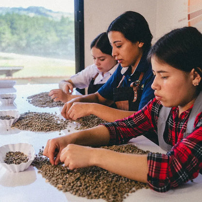 Honduras CAFESMO Mixed Mercedes