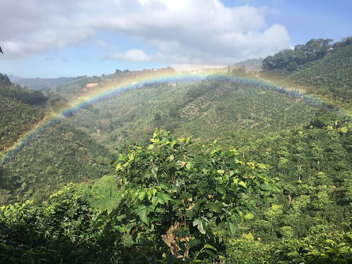 Costa Rica Los Angeles Yellow Honey (JUN 26)
