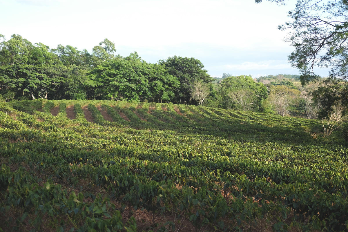 Costa Rica Obata Honey (JUL 26)