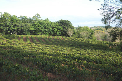 Costa Rica Obata Honey (JUL 26)