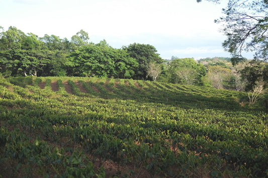 Costa Rica Obata Honey (JUL 26)