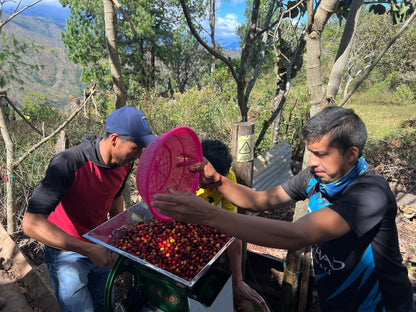 Ecuador El Sauce (JAN 26)