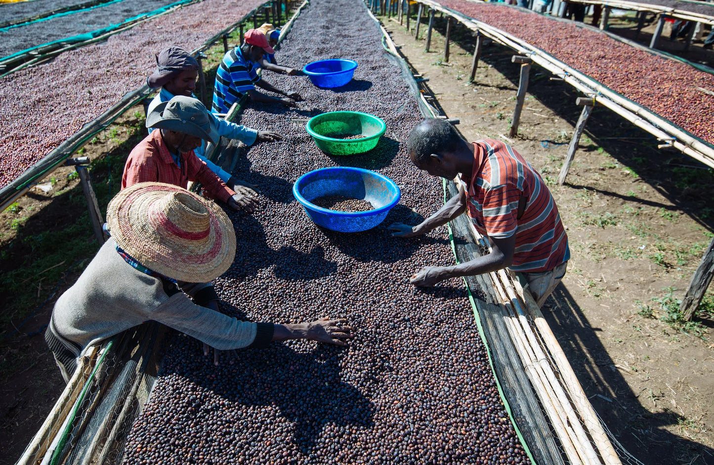 Ethiopia Banko Gotiti Natural