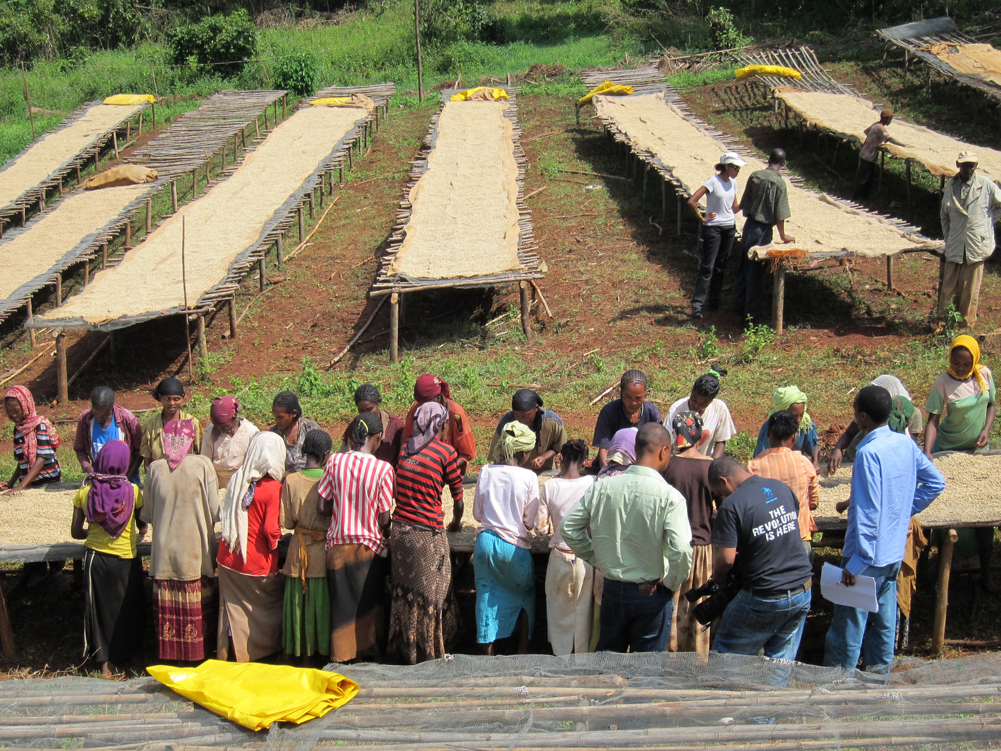 Ethiopia Oromia Union Washed (JAN 26)