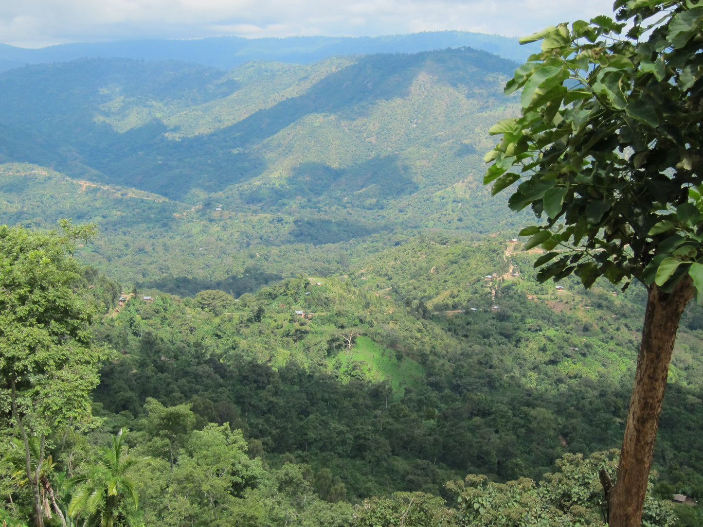 Ethiopia Oromia Union Washed (JAN 26)