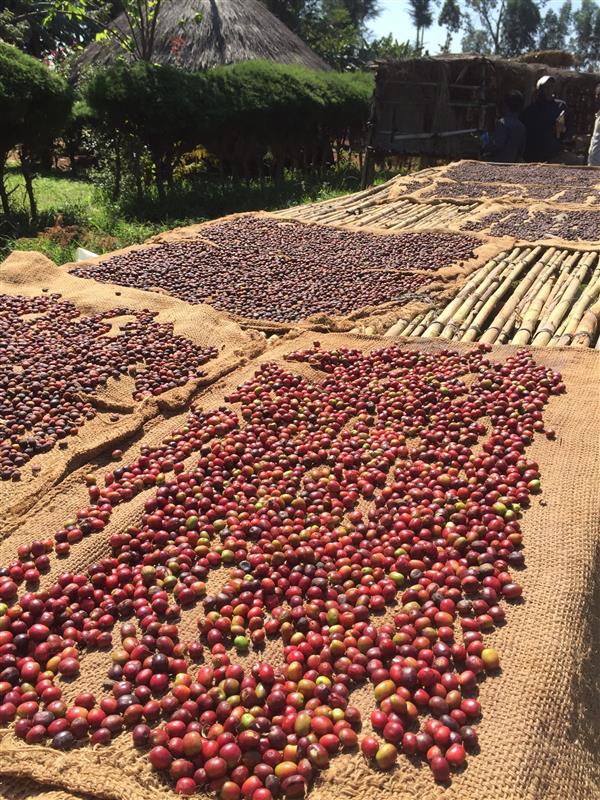 Ethiopia Misty Valley Natural (JAN 26)