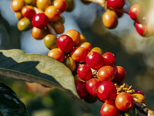 Guatemala San Martin
