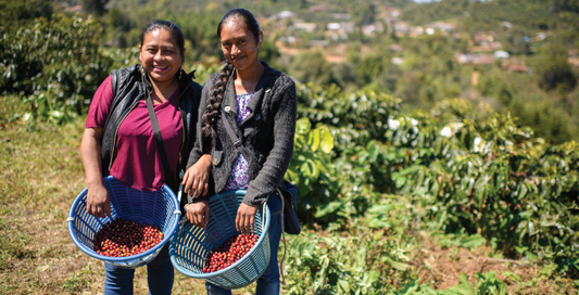 Guatemala Manos de Mujer (APR 26)