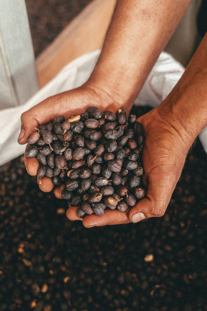 Honduras Mercedes Anaerobic Natural (MAY 26)