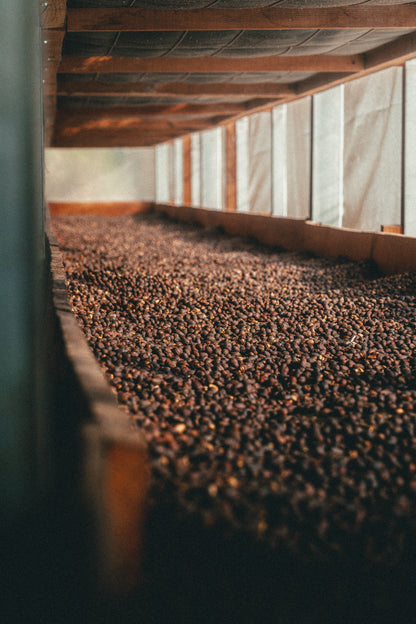 Honduras Mercedes Anaerobic Natural (MAY 26)