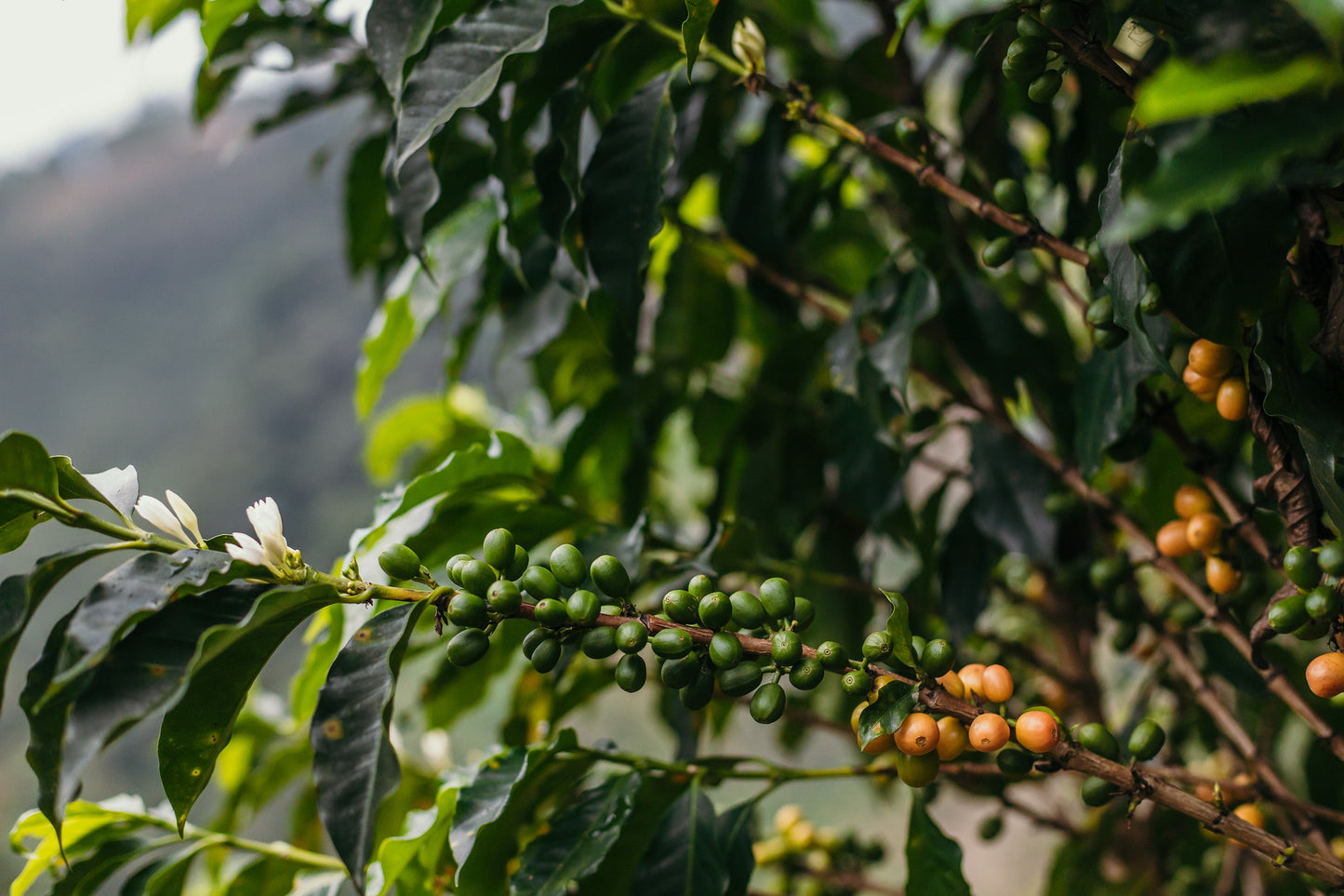 Decaf Colombia El Buho