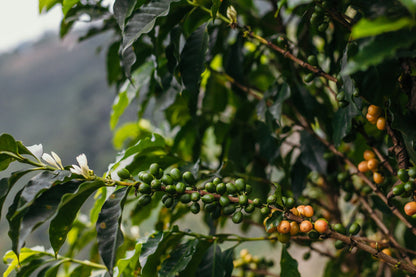Colombia Decaf El Buho