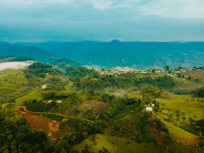 Colombia Decaf El Buho