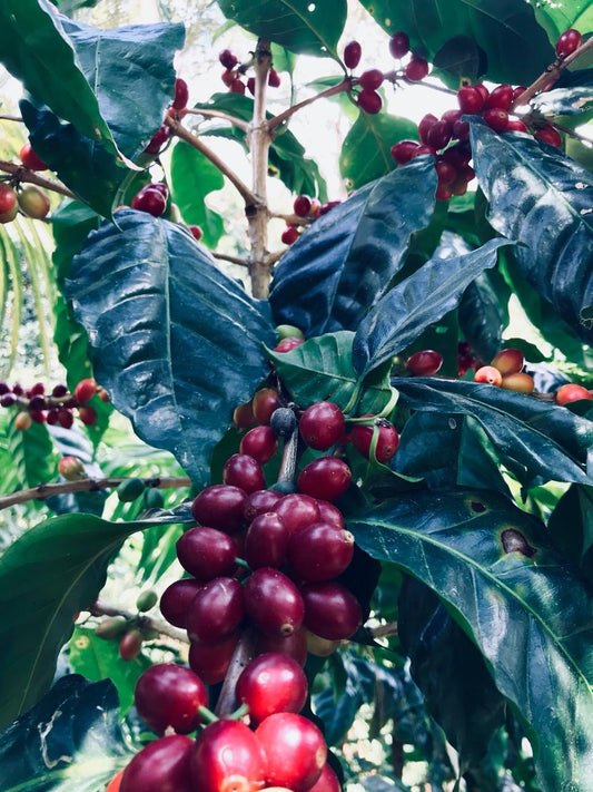 Mexico Chiapas (JUN 26)