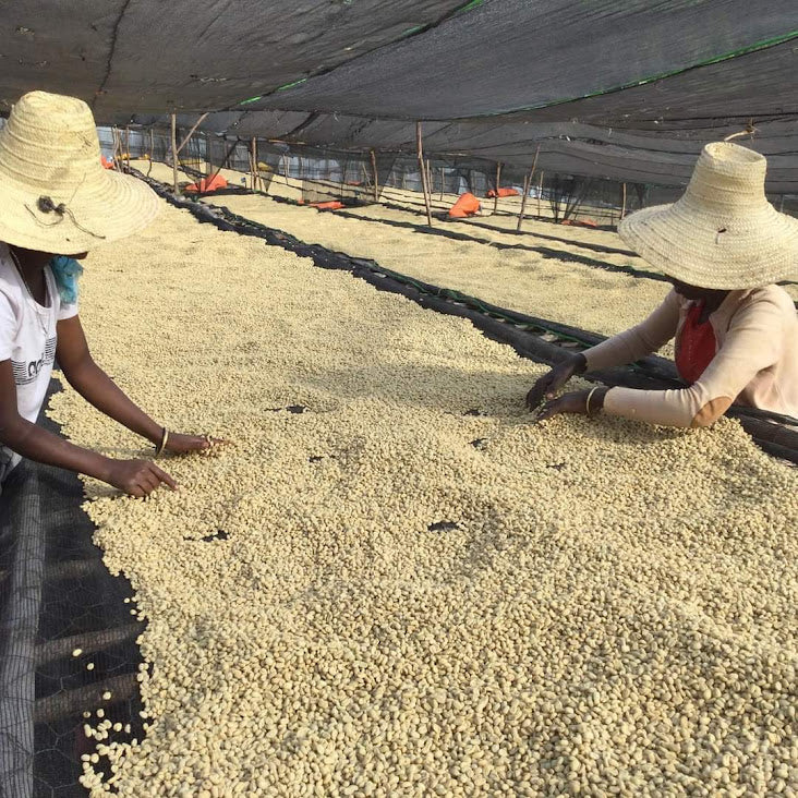 Ethiopia Anasora Site Natural (JUL 26)
