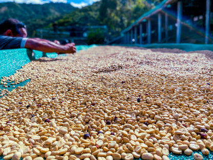 Peru Churupampa (DEC 25)